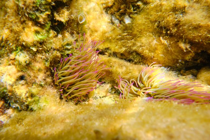 Anemones on coral in sea