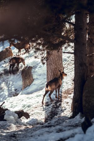 Goats pasturing on hill between snow