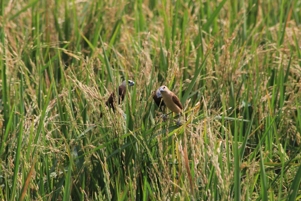 Bird In The Rice Field
