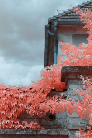 Infrared trees near suburban houses