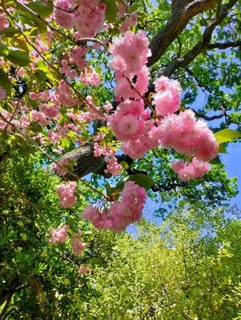 Cherry blossoms tree, vertical