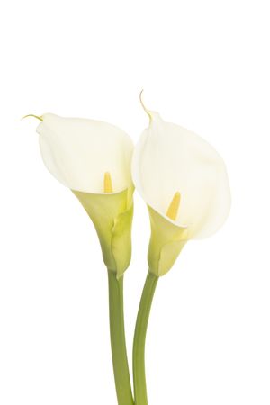 Two blooming calla lilly flowers isolated on a plain background