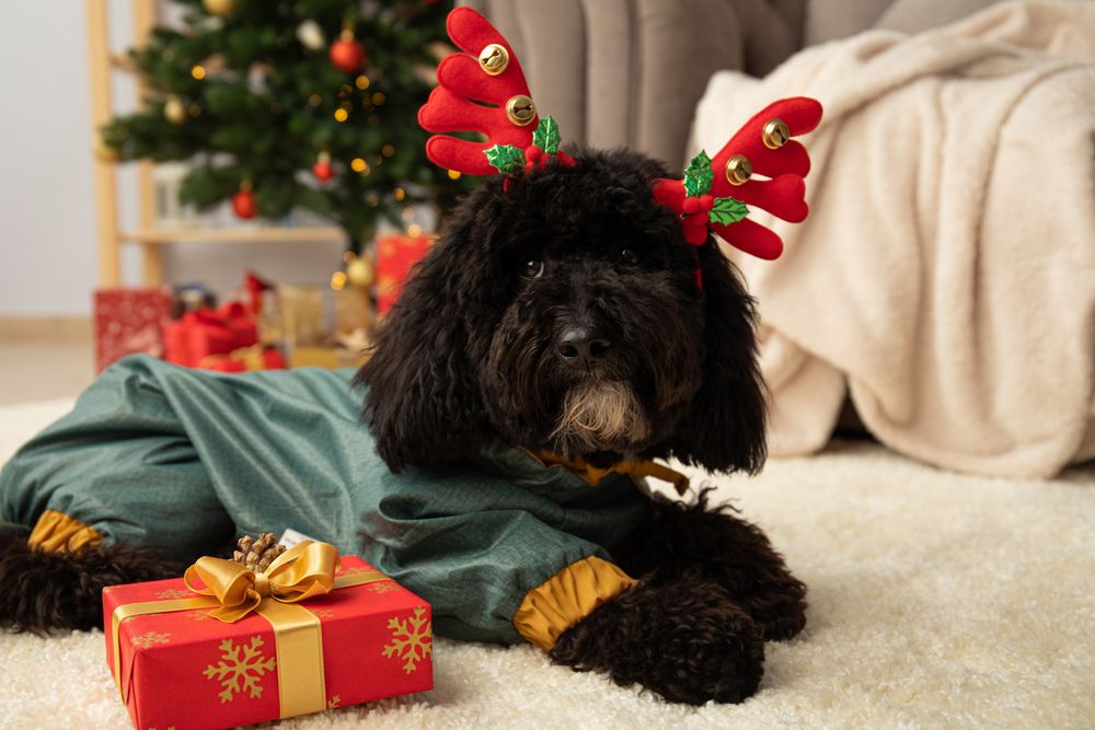 Concept of Merry Christmas, funny Christmas dog
