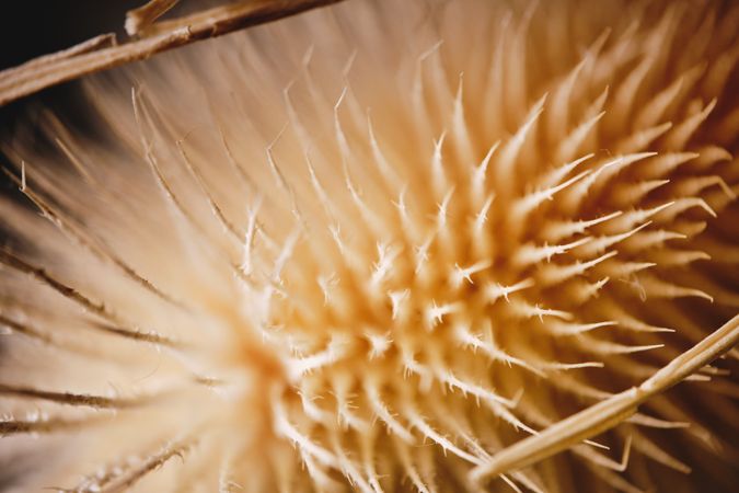 Closeup of dried teasel plant