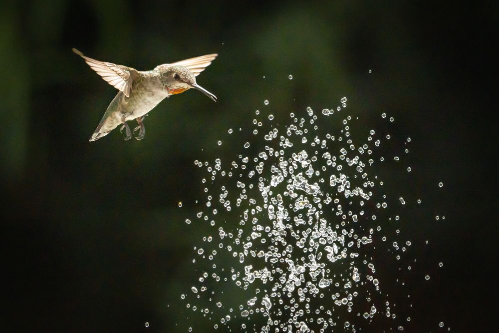 Hummingbird in Flight