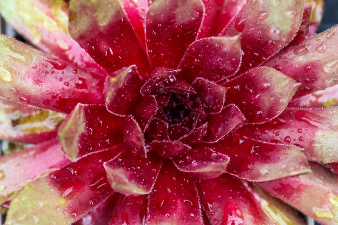 Beautiful flowers in different colors in a close up ciew.