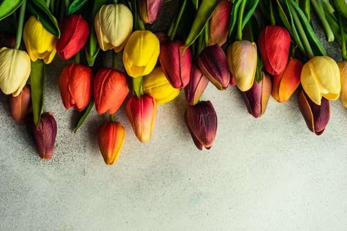 Flat lay of tulip flowers on grey counter