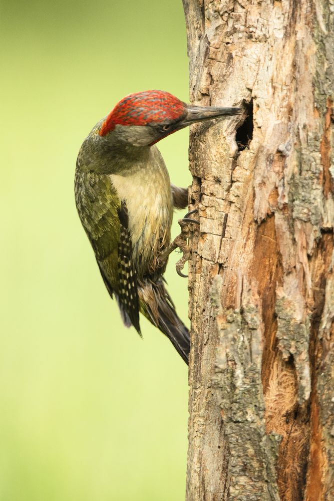 Wonderful green bird on wood