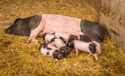 Sow and piglets on hay
