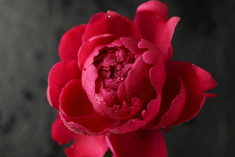 Beautiful pink peony flower with water drops against dark background, closeup and space for text