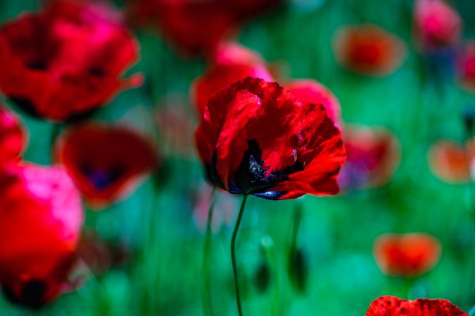 Poppy flowers in a field