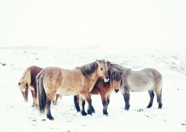 Horses pasturing on snow field
