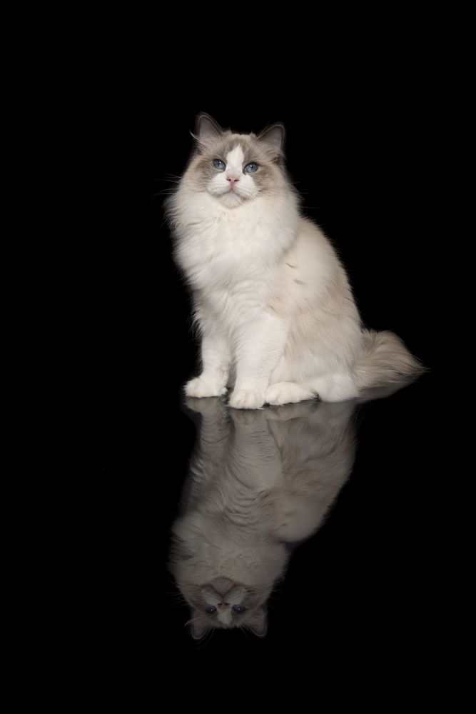 Pretty ragdoll cat with blue eyes  looking at the camera sitting on a dark background with reflection