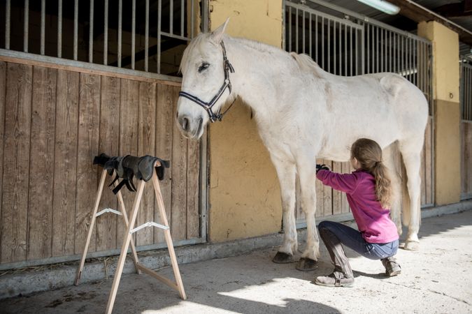 Girl taking care of horse