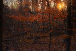 Rhine Forest at sunset in the autumn