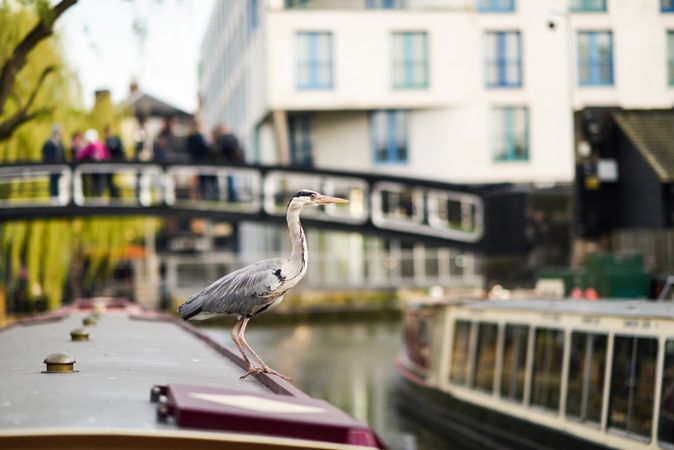 Heron perched atop boat in Little Venice, Camden, London
