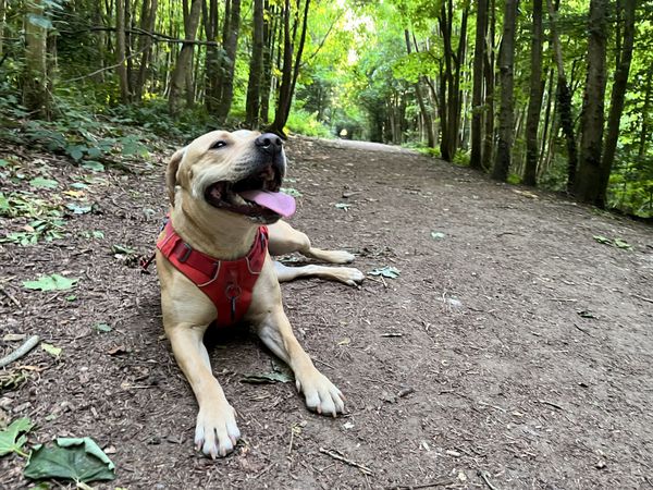 Happy dog panting after woodland walk