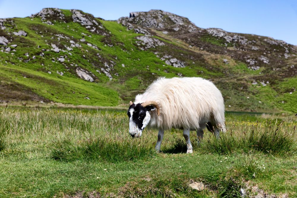 Sheep in pasture eating grass