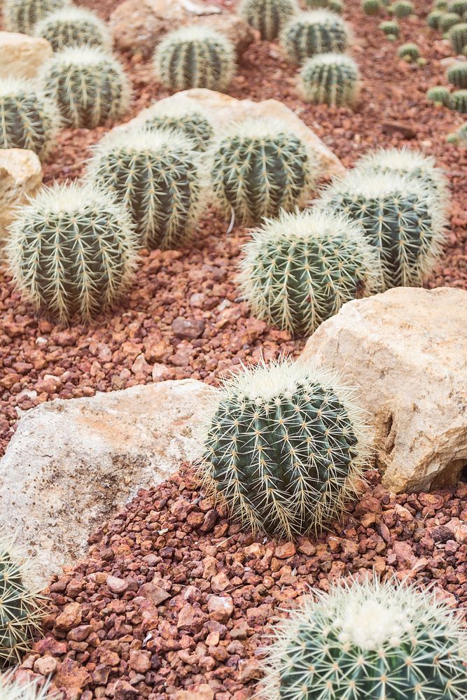 image of closeup green cactus budding