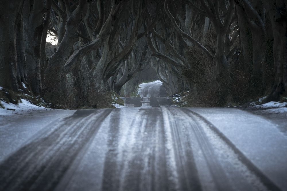 Tunnel of giant beech leafless trees in Ireland