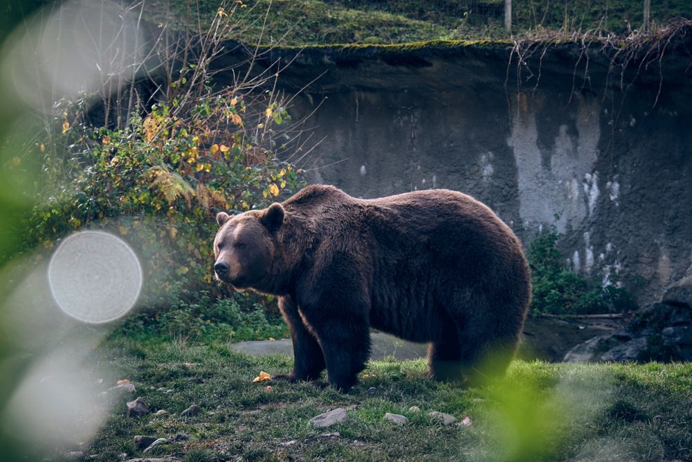 Wild bear in natural habitat