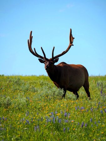 Majestic Elk: Proudly Standing in a Flower-Filled Meadow in Yellowstone