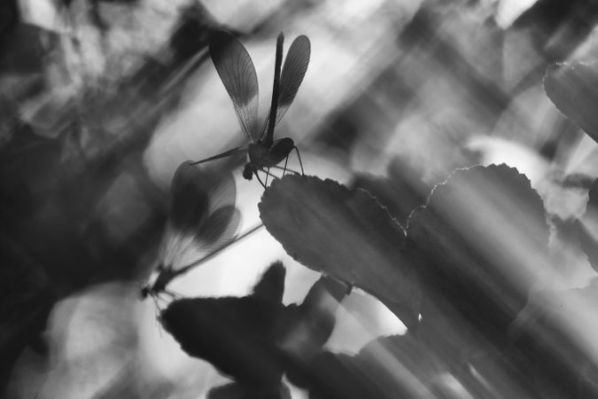 Dragon-fly on thin twig of plant