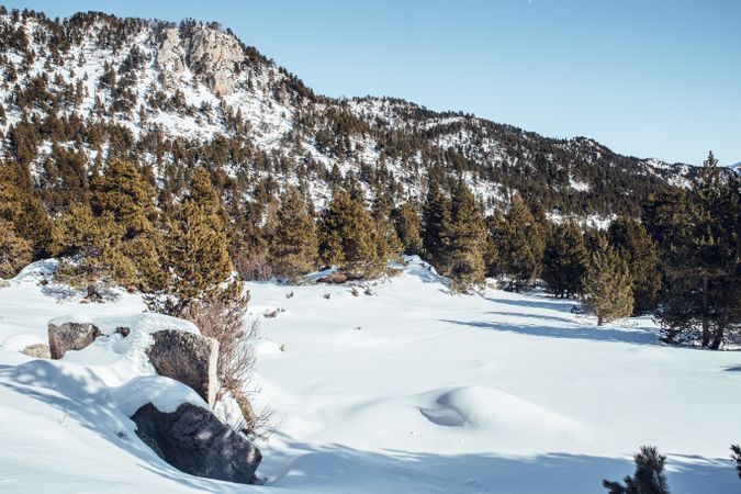 Picturesque view of mountains with forest in snow