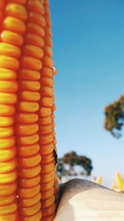 Close-Up of Ripe Corn Cob with Insect, Vibrant Orange Kernels Against Clear Blue Sky, Agricultural Scene