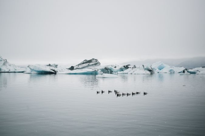 Birds floating in formation near Icelandic glaciers
