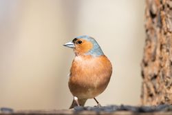 Brown common chaffinch on brown tree branch