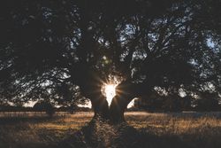 Big green tree on field in summer