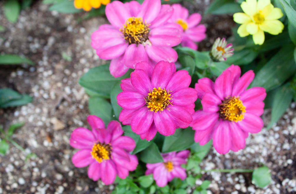 Colorful pink flower in a flower patch