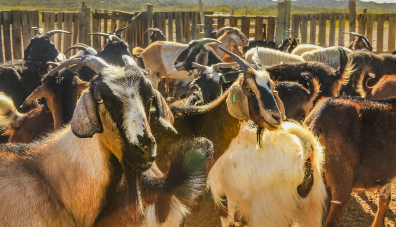 Domestic animals feeding on pasture