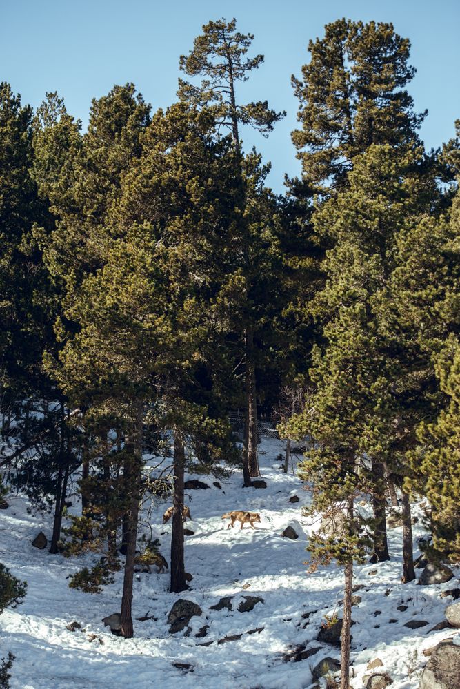 Wolf on hill near stones and snow