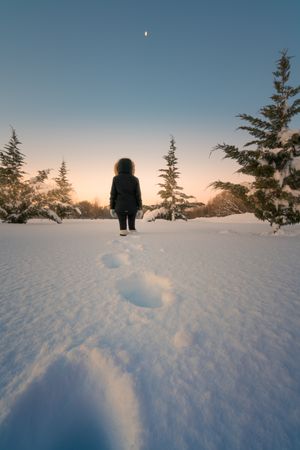 Traveler walking on snow around conifer trees