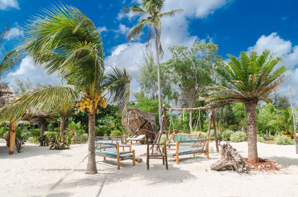 Benches surrounded by palm trees