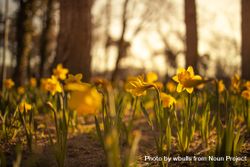 Daffodils on forest floor 4jmv85