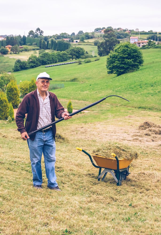 Mature man raking hay with pitchfork on field