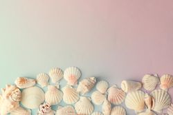 Seashell pattern on gradient pastel pink and blue background