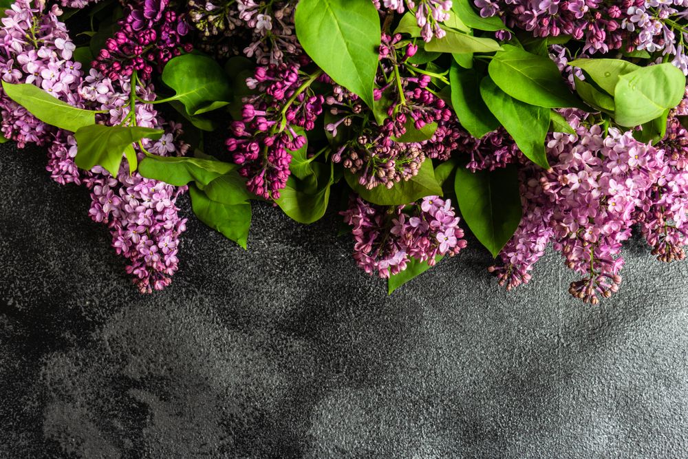 Spring floral card concept with lilac flowers framing concrete counter