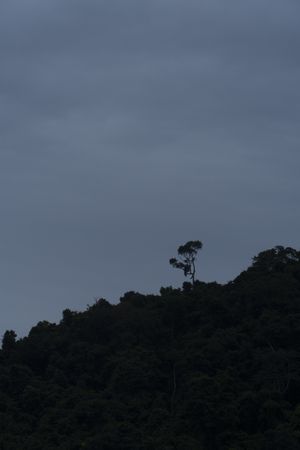 Silhouette of trees on slope in clouds
