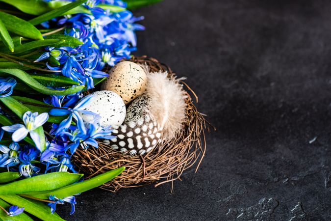 Easter holiday card concept with bird nest and scilla flowers