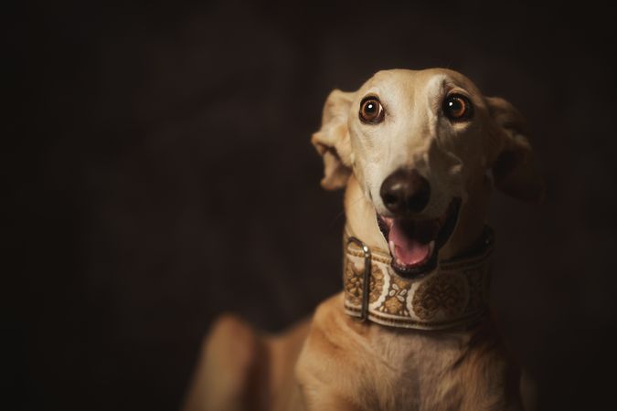 Alert attentive brown Sighthounds dog