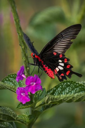 A beautiful Common Rose Butterfly perched on tarpeta flowers at a park in Mumbai, India