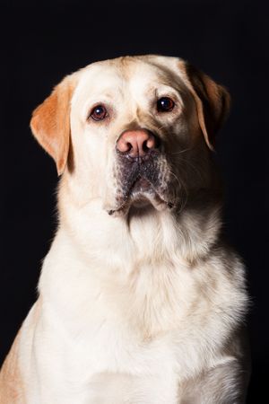 Amazing dog staring at camera