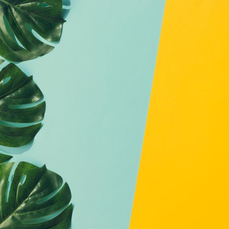 Tropical leaves on blue and yellow background