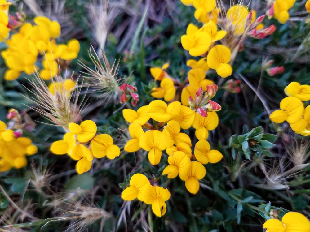 Yellow lotus-corniculatus flowers