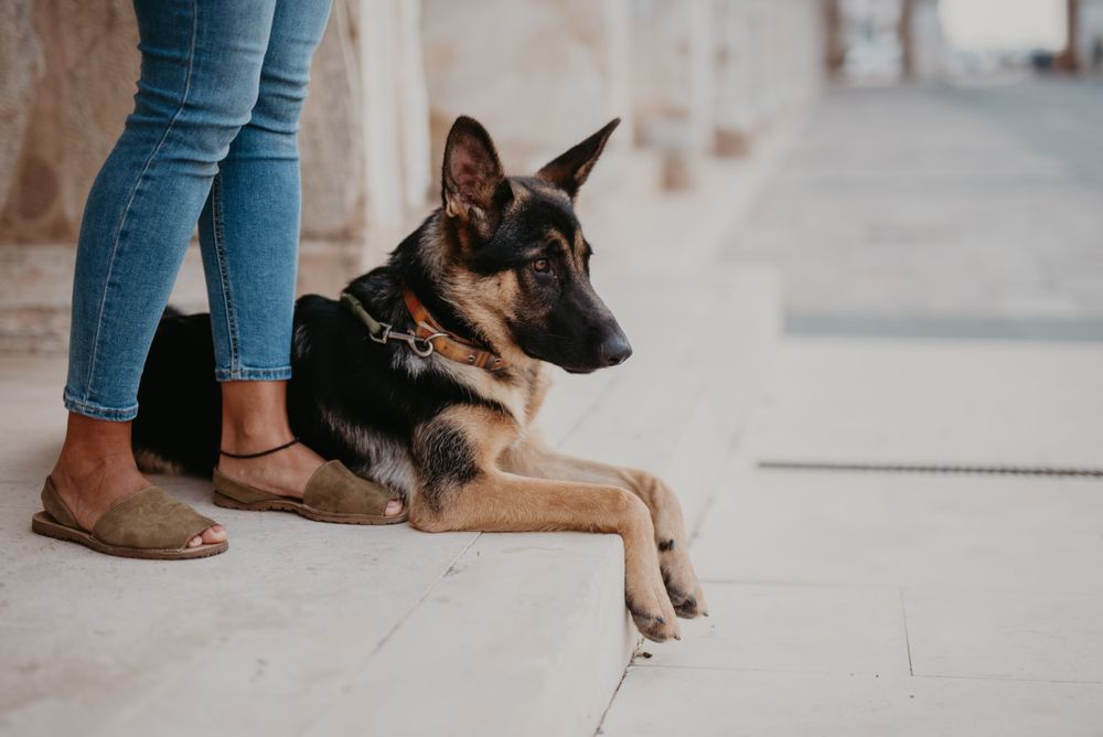 Adorable german shepherd with owner on street