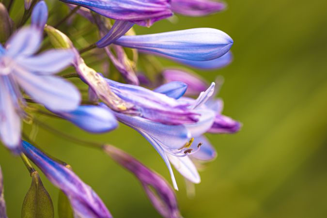 Side view of delicate pinkish blue petals